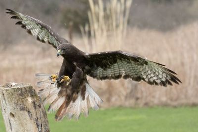 Canadian Raptors D250406 1233 www.jpg
