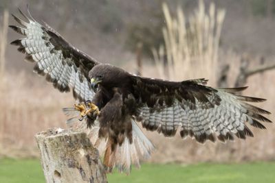 Canadian Raptors D250406 1234 www.jpg