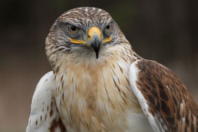 Canadian Raptors D250406 2282 www.jpg