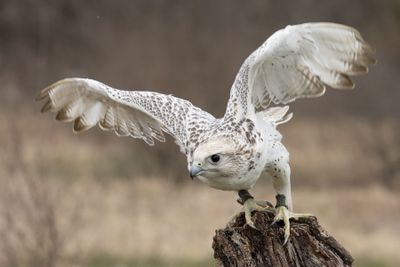 Birds in Flight