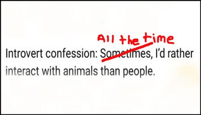 introvert - introvert confession all the time.jpg