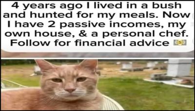 Animals