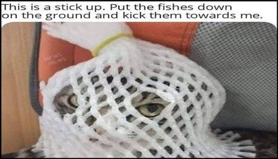 Animals