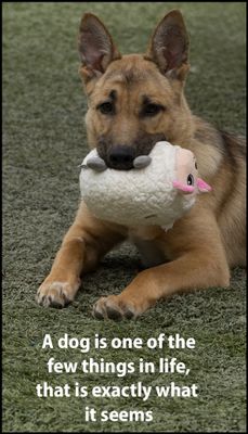 Animals