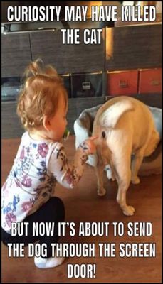 Animals