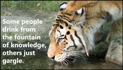 knowledge - some people drink from.jpg