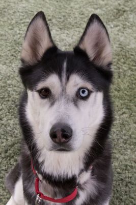 PAWR D251106 004 www.jpg