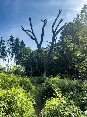 Taunus (Spring 2025)