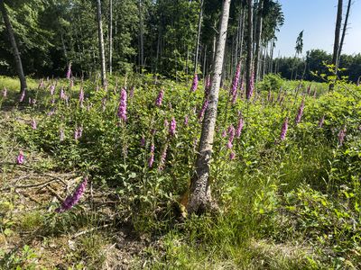Taunus (Spring 2025)