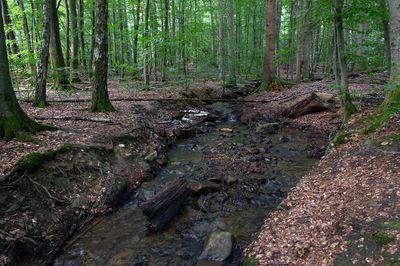 Taunus (Summer 2025)