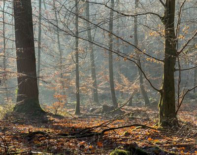 Taunus (Autumn 2025)