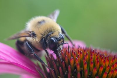 IMG_8304_edited-bumble.jpg