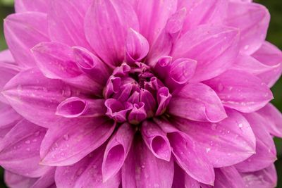 pinkdahlia1200_edited-1.jpg