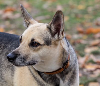 barkparkloki_edited-1.jpg