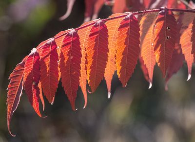 staghornsumac_edited-1.jpg