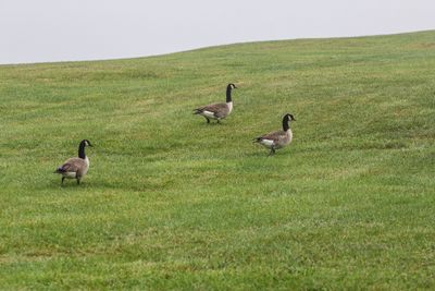 3canadageese_edited-1.jpg