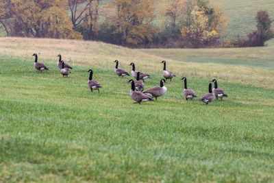 canadageese_edited-1.jpg