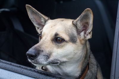 backseatloki1200_edited-1.jpg