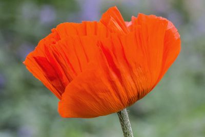 poppytime_edited-1.jpg
