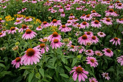 pinkandyellow_edited-1.jpg