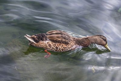 mallardduck_edited-1.jpg