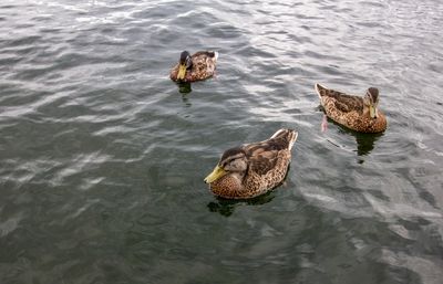 threeducks_edited-1.jpg