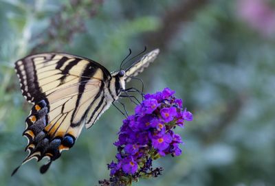 easterntiger900_edited-1.jpg
