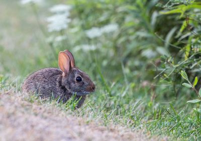 cottontail_edited-1.jpg
