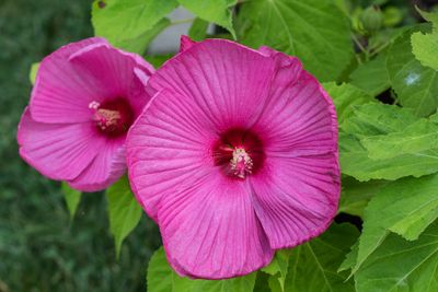 hibiscus_edited-1.jpg