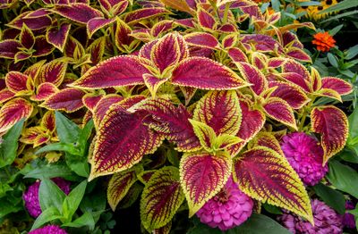 coleus_edited-1.jpg