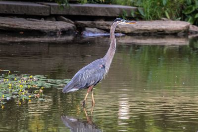 gbh1200_edited-1.jpg