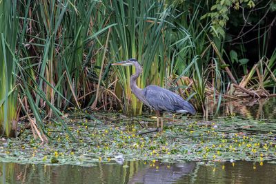 gbh21200_edited-1.jpg