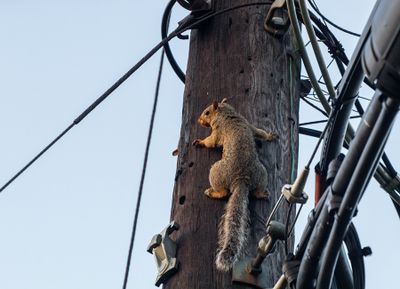 lineman_edited-1.jpg
