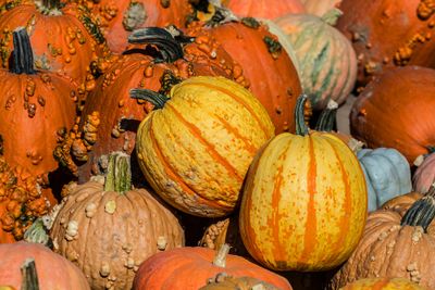 pumpkinseason_edited-1.jpg