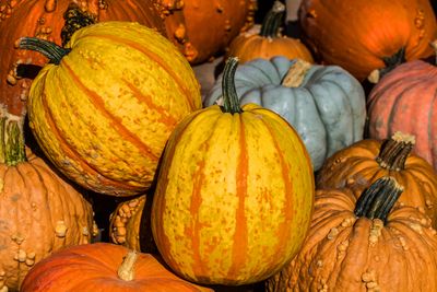 pumpkins1300_edited-1.jpg