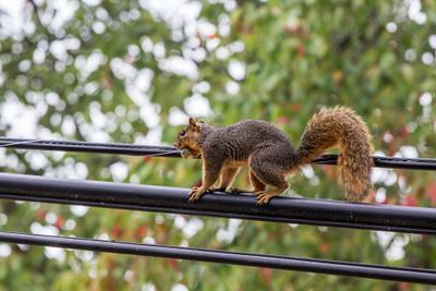 highwireact_edited-1.jpg