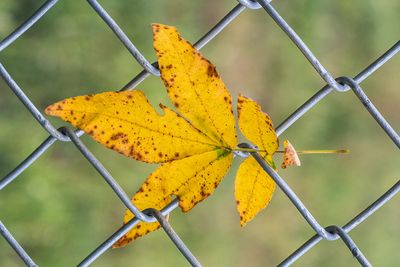 leafstuck_edited-1.jpg