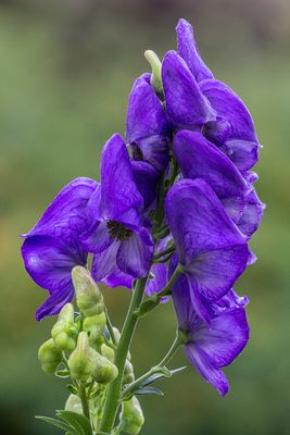 monkshood800_edited-1.jpg