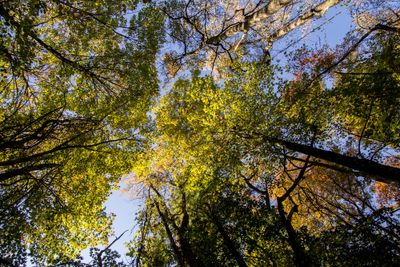 canopy_edited-1.jpg