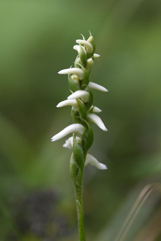 Cleistogamous variant