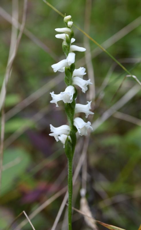 Spiranthes arcisepala - rare in the area