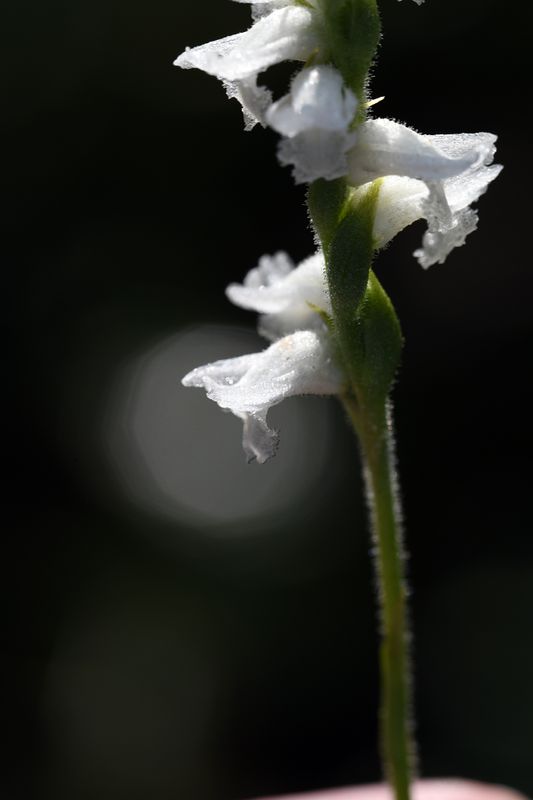 DSC_5351.jpg