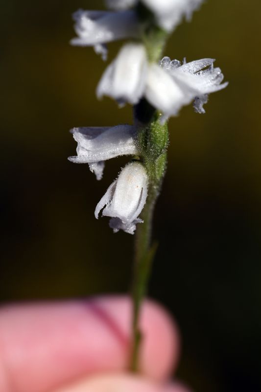 DSC_5379.jpg