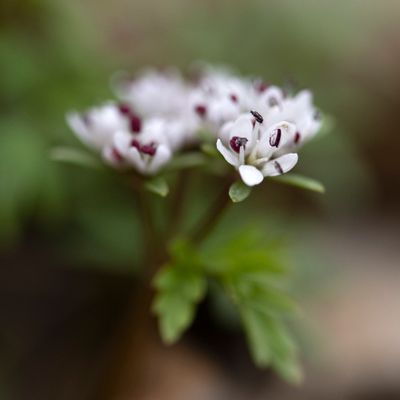 DSC_9620.jpg