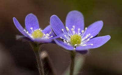 DSC_2999.jpg