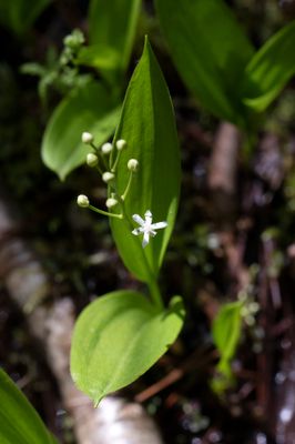 DSC_5665.jpg