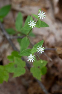 DSC_6262.jpg