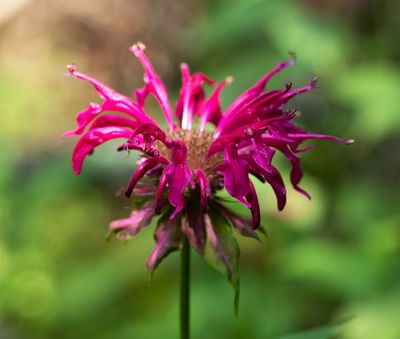 DSC_84tt24.jpg