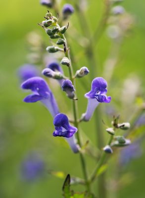 DSC_8317aa.jpg