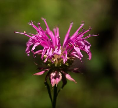 DSC_8493yyy.jpg